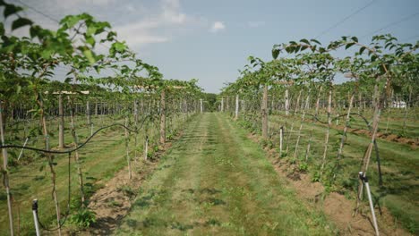 walking through a vineyard farm field with rows of grape and tomato plants growing