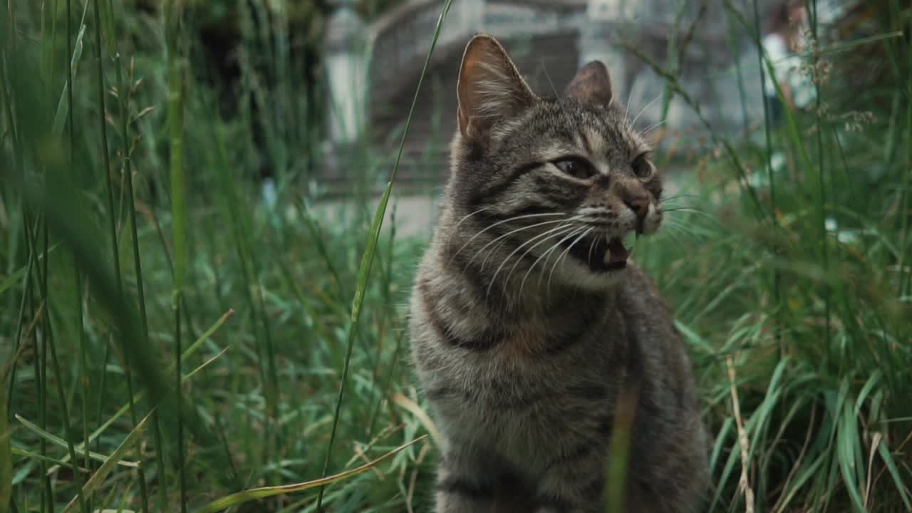 gato tabby en el césped