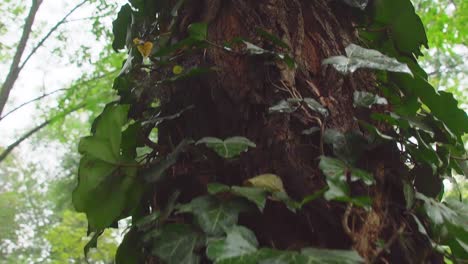 Lush-Green-Creeping-Plants-Covered-Tree-Trunk-Inside-Hoia-Forest-In-Cluj-Napoca,-Romania-During-Daylight