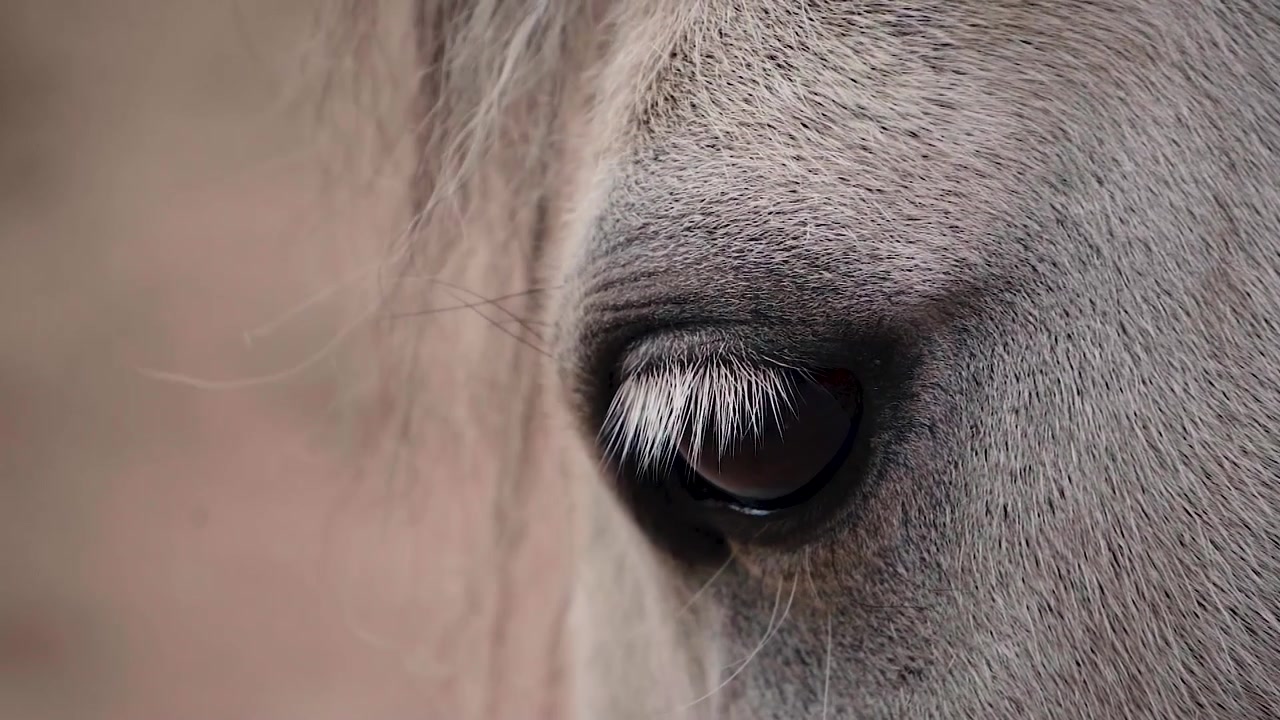 Imagens em câmera lenta em close-up extremo de um olho de cavalo piscando com cílios visíveis e textura de pelo, com espaço para texto sobreposto.