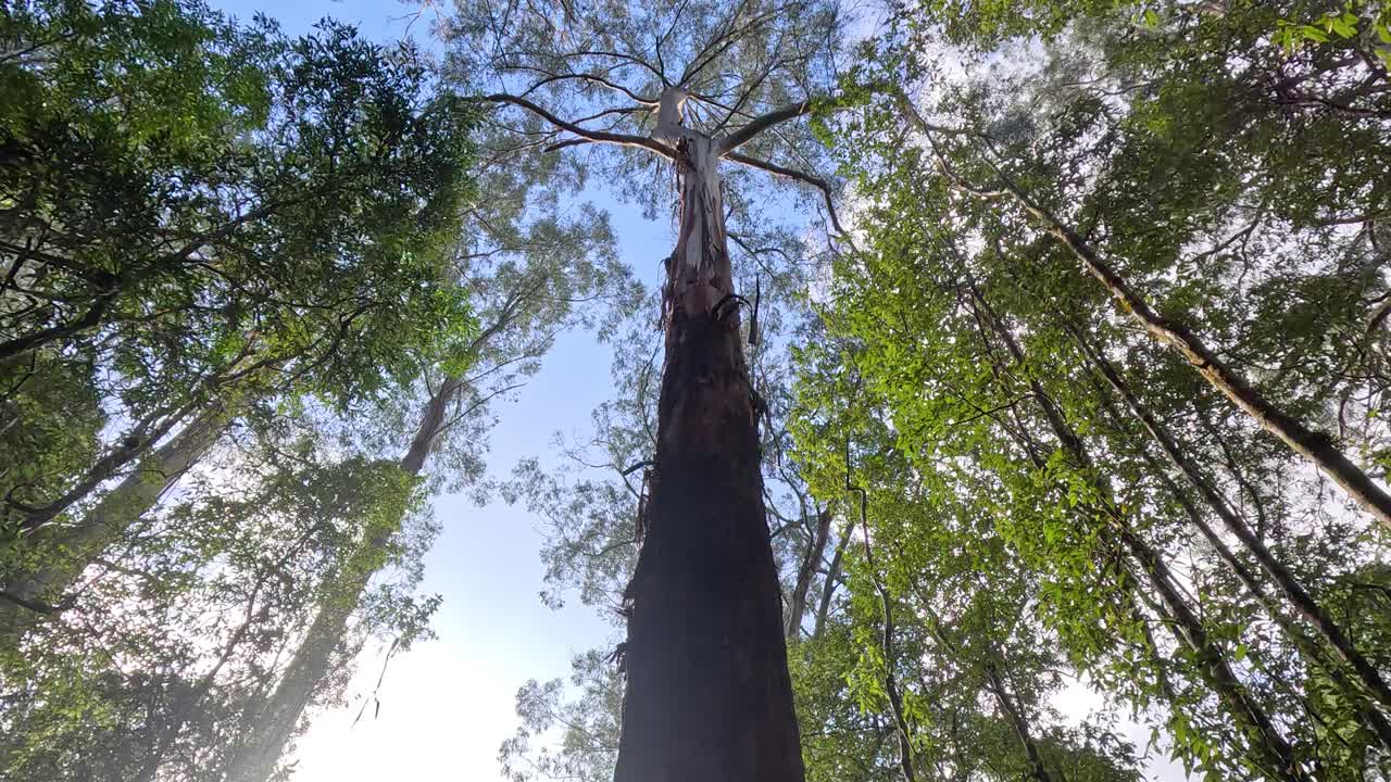잎 을 통해 빛 이 필터링 되는 높은 나무 들
