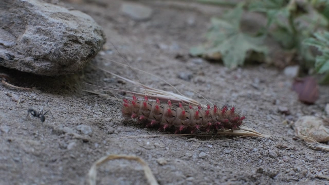 Caterpillar walking over rocks, getting with an ant.