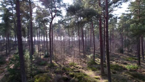 Filmische-Drohnenaufnahmen-Aus-Der-Luft,-Die-Hoch-Durch-Das-Blätterdach-Von-Waldkiefern-In-Einem-Einheimischen-Wald-In-Schottland-Fliegen,-Wobei-Lichtstrahlen-Den-Grünen,-Moosigen-Teppich-Des-Waldbodens-Hervorheben