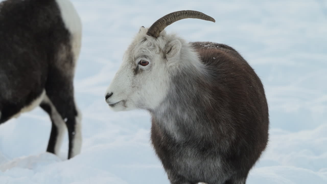 A Dall sheep herd endures the harsh winter of Yukon, Canada, where deep snow blankets the rugged alpine slopes. A compelling scene of North American wildlife in survival mode.