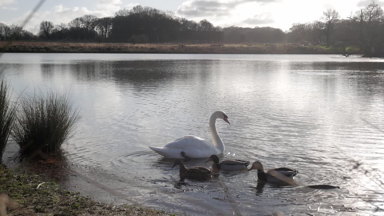 A serene swan and ducks on Pen Ponds in Richmond Park, reflecting peace and nature