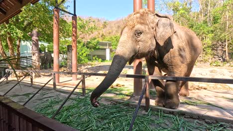 elephant feeding at a zoo