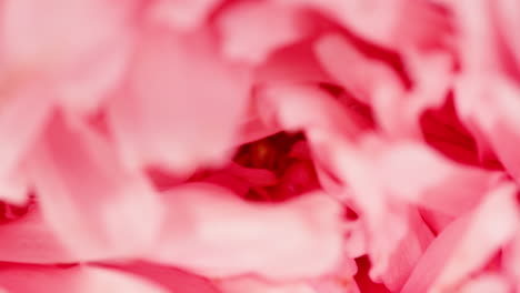close-up of pink peony