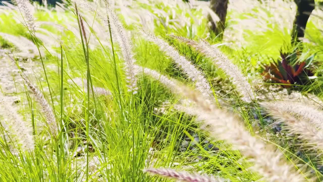 Close-up view of fountain grass gently moving under bright sunlight, creating a tranquil and vibrant scene.