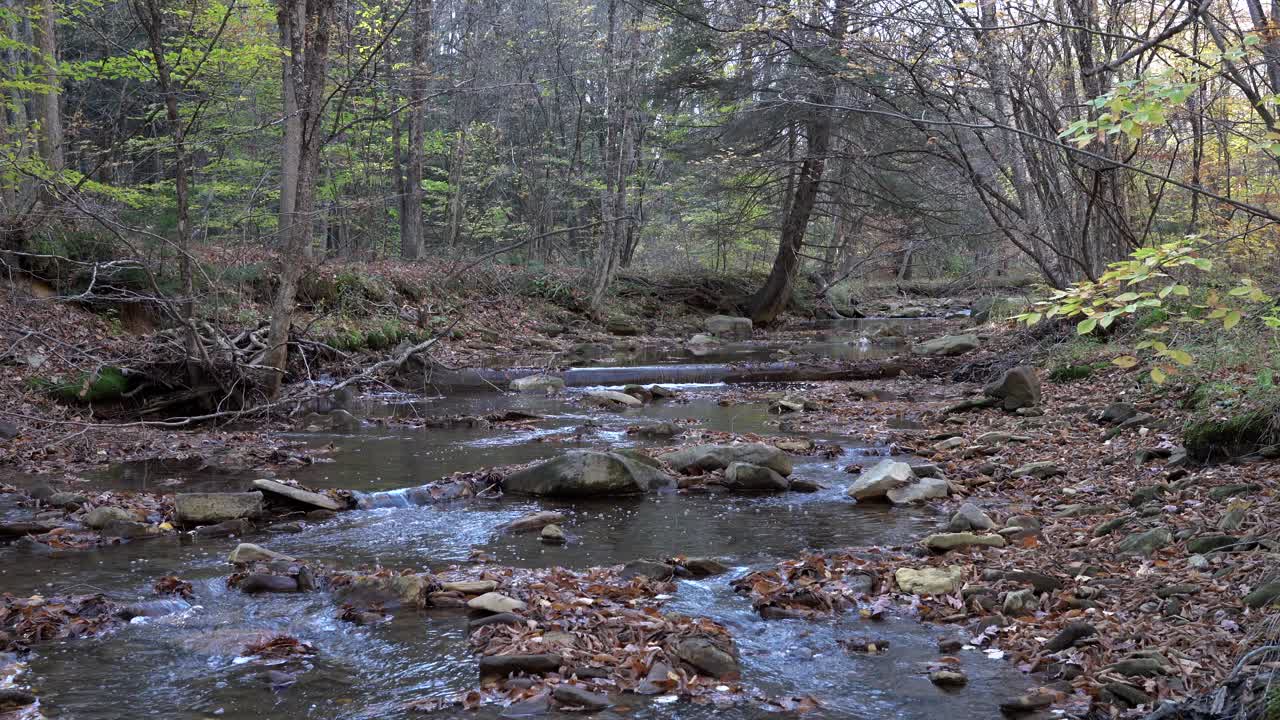 un pequeño arroyo que fluye a través del bosque en un fresco día de otoño en las montañas