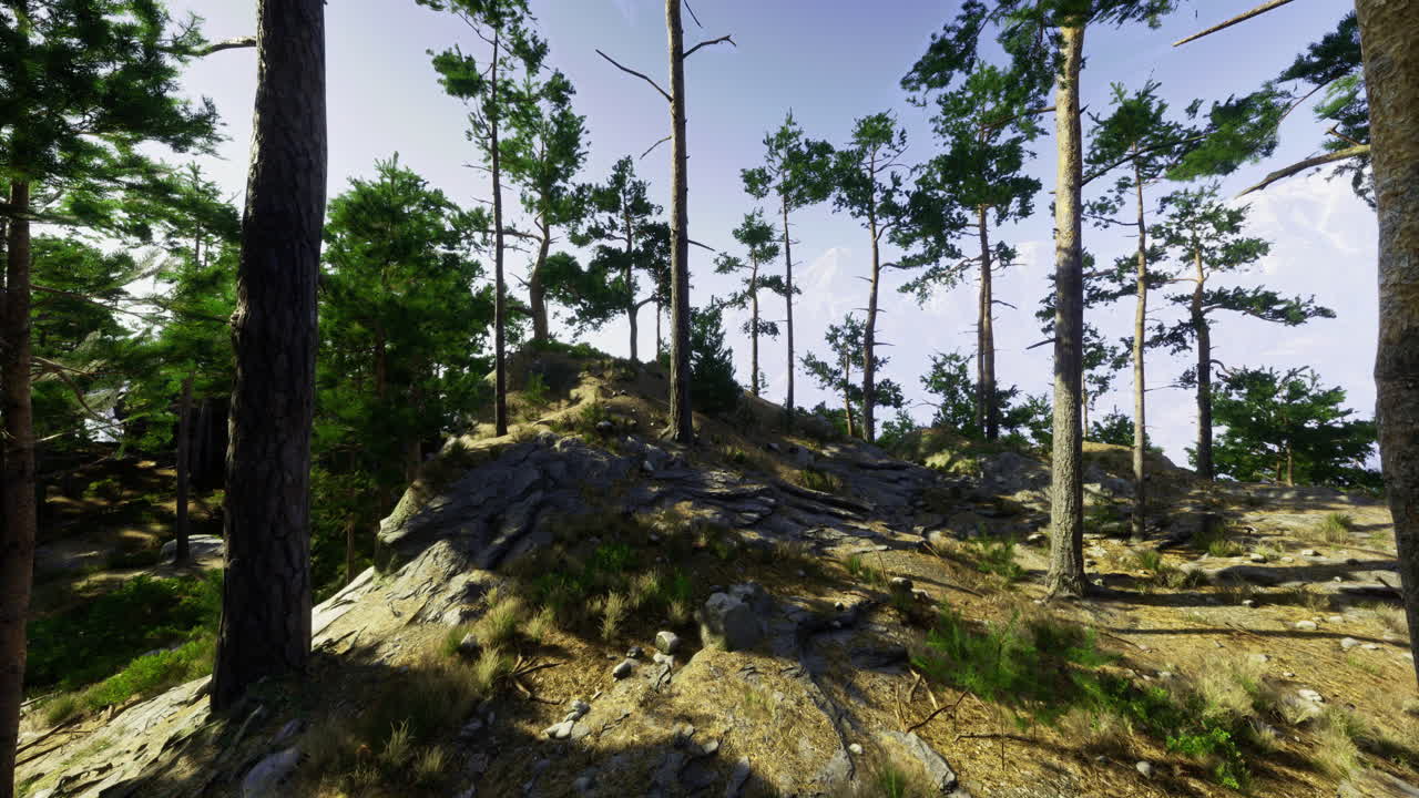 Lush forest landscape with rocky terrain and tall pines in bright daylight