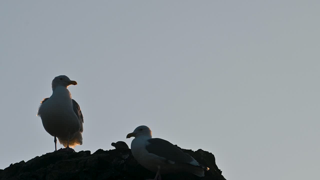 Close-up of two seagulls perched on a rocky outcrop at sunset with soft evening sky in the background