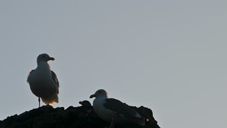 close-up of two seagulls perched on a rocky outcrop at sunset with soft evening sky in the background