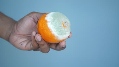 moldy orange in hand