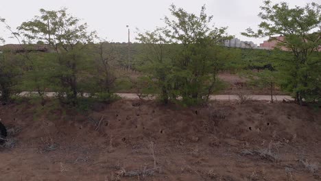 Man-walking-on-a-road-between-vineyards-and-trees,-aerial-view-1