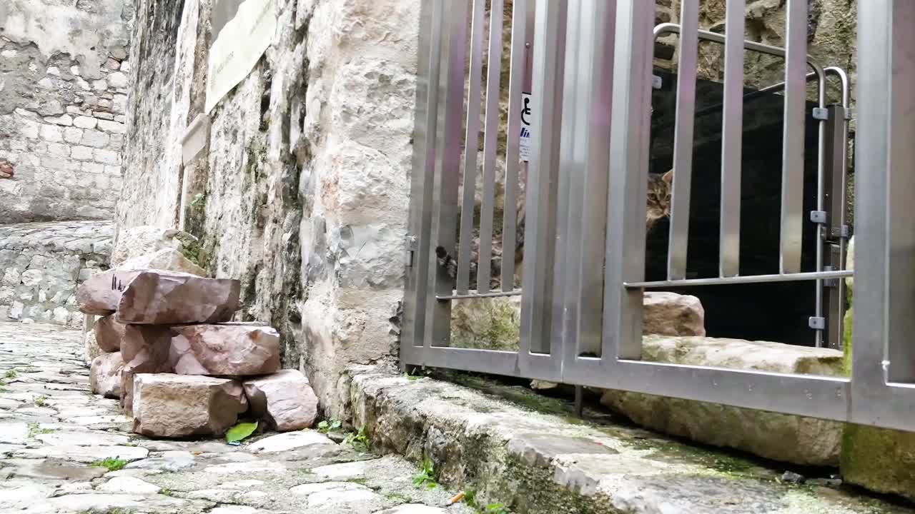 gato callejero vagando por las calles de kotor montenegro