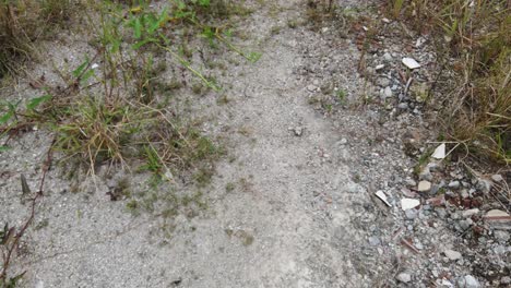 walking view of grassy sand road