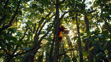a vibrant bird in flight captured mid-motion in a forest setting. the video uses a side angle