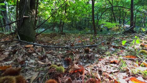 Paseo-En-Primera-Persona-En-ángulo-Bajo-En-Madera-De-Castaño-Entre-árboles-Y-Erizos