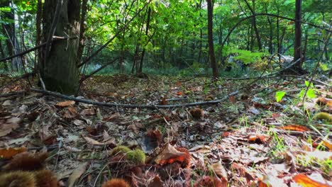 paseo en primera persona en ángulo bajo en madera de castaño entre árboles y erizos