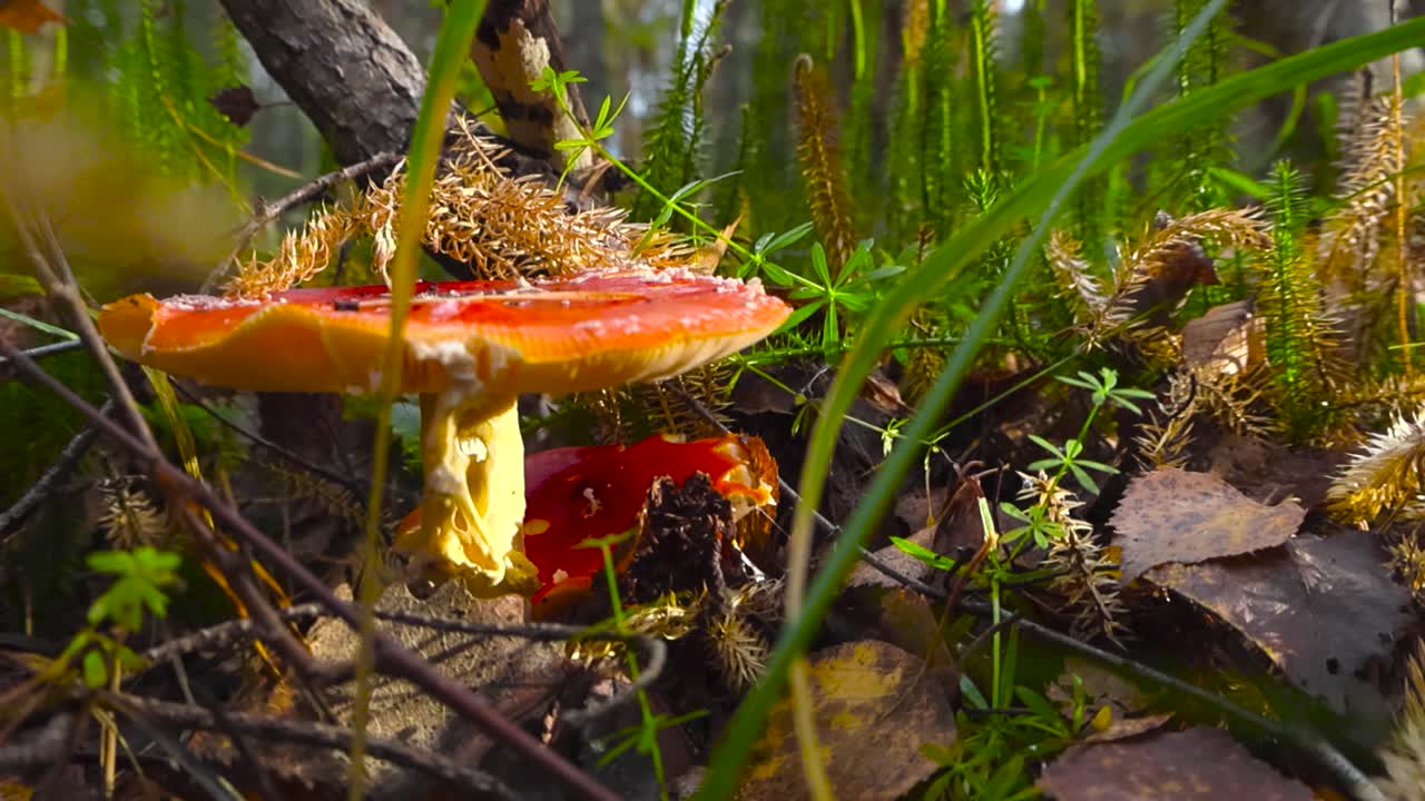 Close-up of a Red Mushroom in a Forest