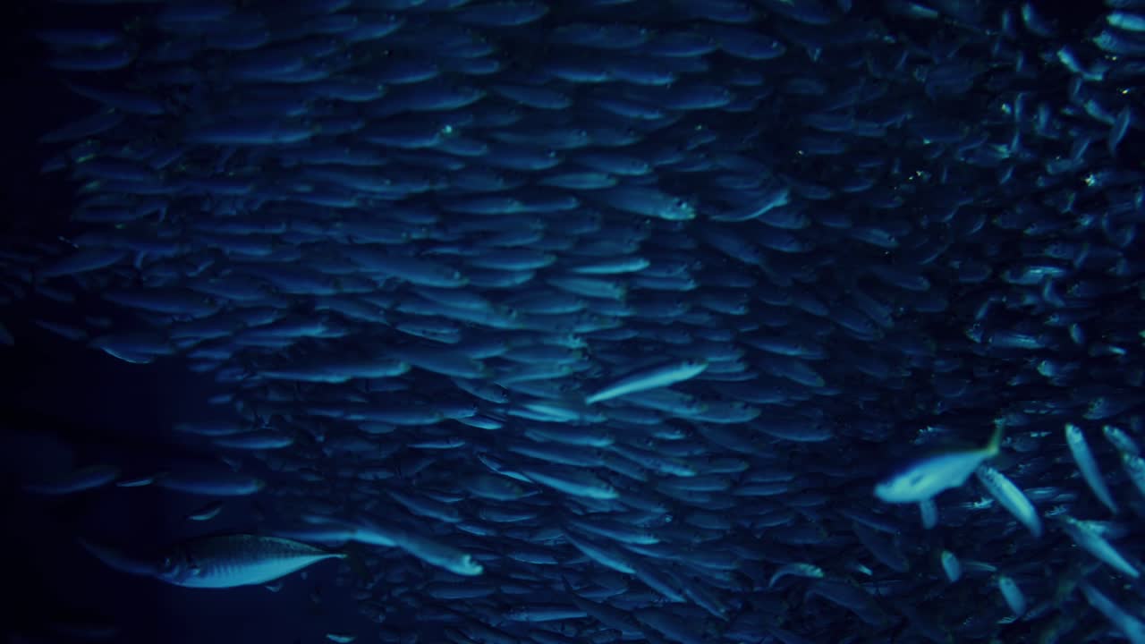 A mesmerizing school of sardines swims in unison, showcasing instinctual defense and survival strategies that enhance protection, feeding, and reproduction in the open ocean