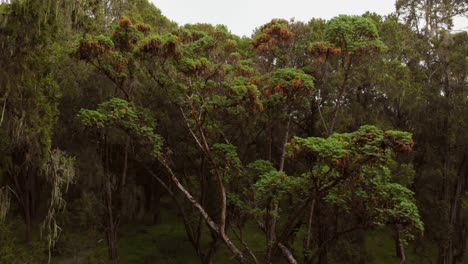 un bosque verde y exuberante en las laderas del monte kenia