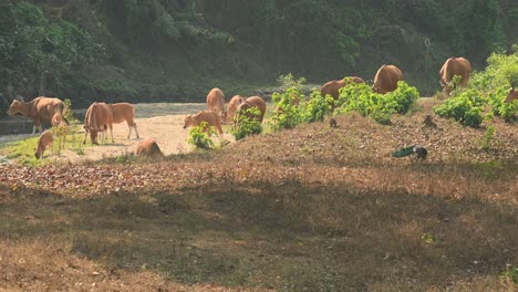 Manada-Ocupada-Alimentándose-De-Hierba-Joven-Que-Crece-En-Un-Arroyo-Seco-Mientras-Un-Pavo-Real-También-Está-Ocupado-Buscando-Comida-Saliendo-Hacia-La-Derecha,-Tembadau-O-Banteng-Bos-Javanicus,-Tailandia