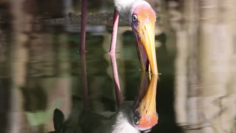 Reflexión-Cigüeña-Lechosa-En-Busca-De-Comida