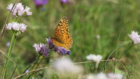 Ein-Bunter-Perlmutterfalter,-Der-Auf-Weißen-Wildblumen-Sitzt,-Makro-Texas-Insekten