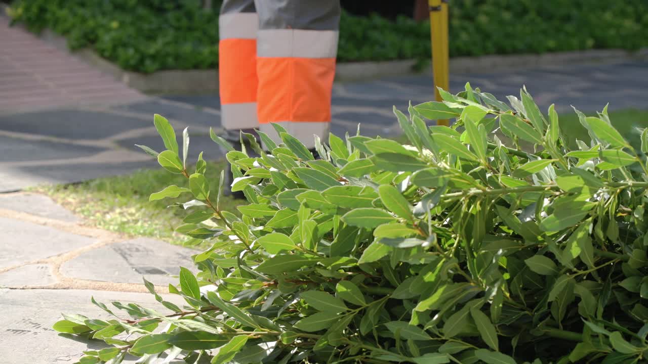 Profesjonell gartner som beskjærer busker og samler ferske grønne grener på fortauet under en solrik vårdag i et boligområde, med fokus på vedlikehold og plantepleie.