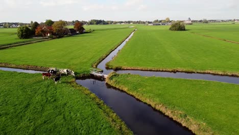 Aerial-of-four-cows-in-a-pasture