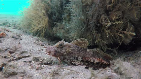 Petirrojo-De-Mar-En-Un-Arrecife-De-Coral-En-Florida