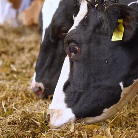 cows eat hay on the farm