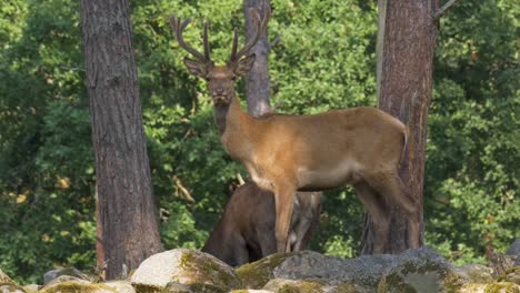 red deer with medium antlers standing on rocks