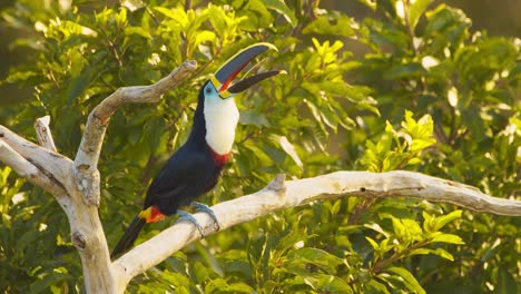 active channel-billed toucan perched on a high branch calling out and then looks around and flies away magnificent