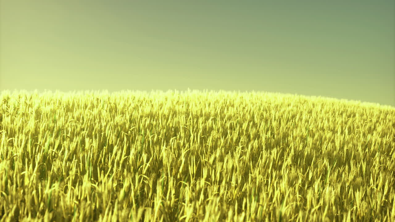 Wheat field in golden sunlight during the late afternoon hours