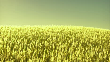 wheat field in golden sunlight during the late afternoon hours