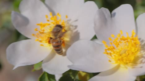 bee pollinating and collects nectar from the flower of the plant