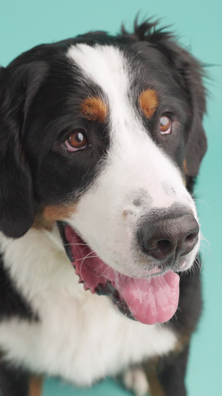 Close-up of a Bernese Mountain Dog