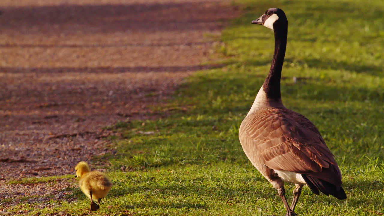 The charm of geese chicks learning to live, slowed for beauty and clarity.