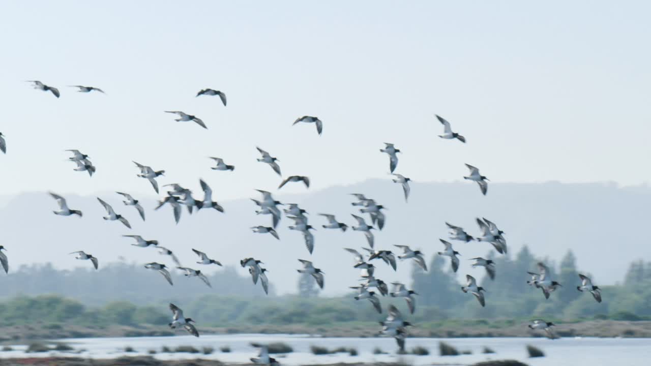 땅 근처를 날아다니는 큰 새 떼