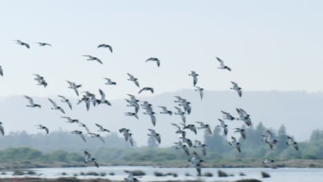 big flock of birds flying near the ground