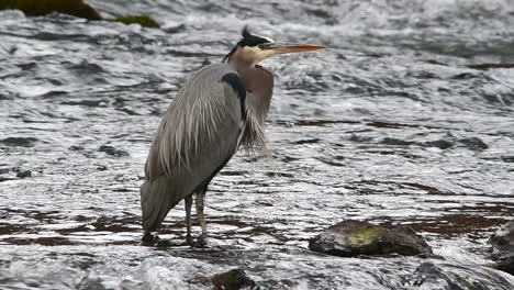 slow motion of great blue heron standing in a river drinking water