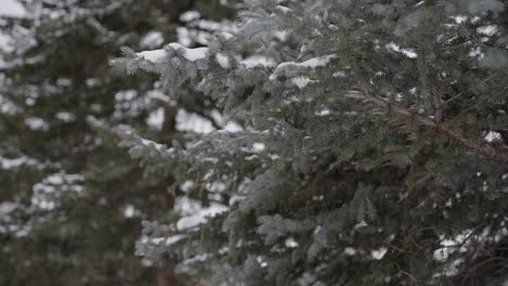 Zeitlupe-Von-Schneeflocken-Und-Gefrorenen-Zweigen-Von-Nadelbäumen-An-Kalten-Wintertagen