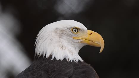 closeup slow motion footage of a bald eagle blinking and looking around at its surroundings