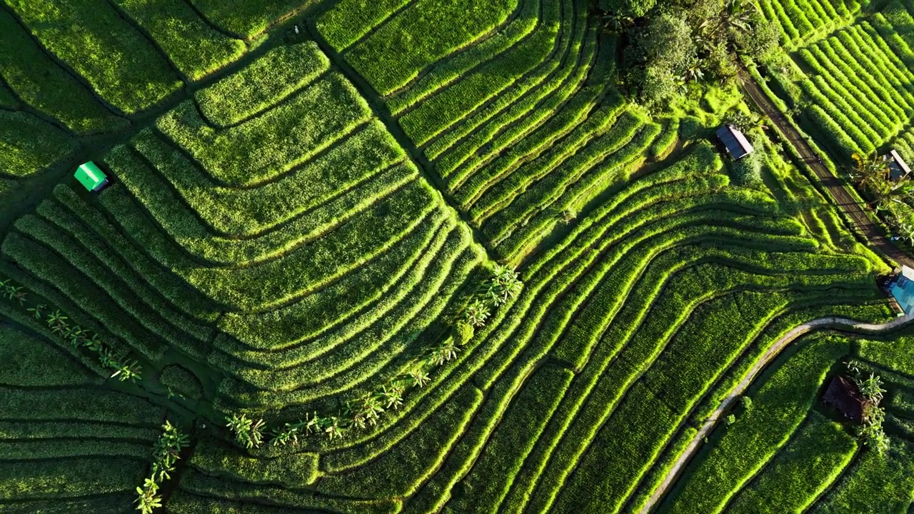Green rice terraces and winding rice paddies glowing under low morning sunlight and long shadows across tropical farmland and rural pathways, push-in overhead aerial footage