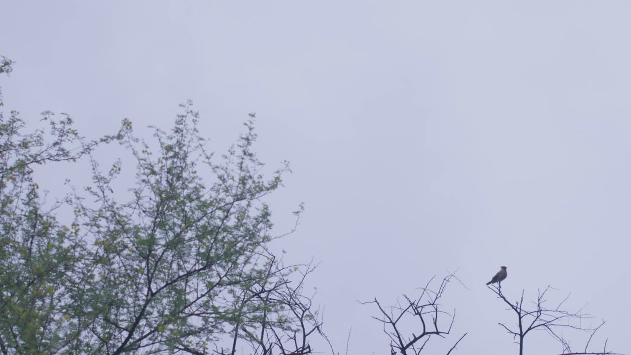 A handheld long wide shot of branches of a wild trees swaying in summer breeze, with a bird perched on one of the dried out tree branch during a clear sky during the day