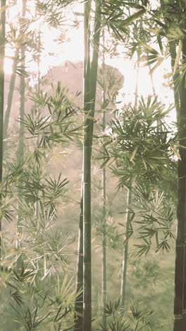 peaceful bamboo forest in the mist