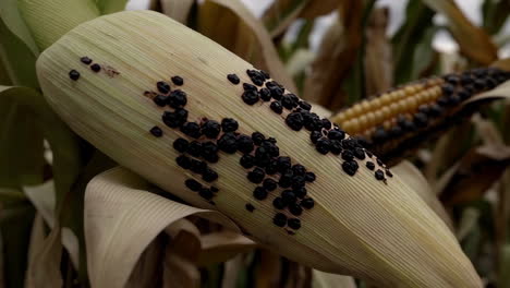 damaged corn plants in a field
