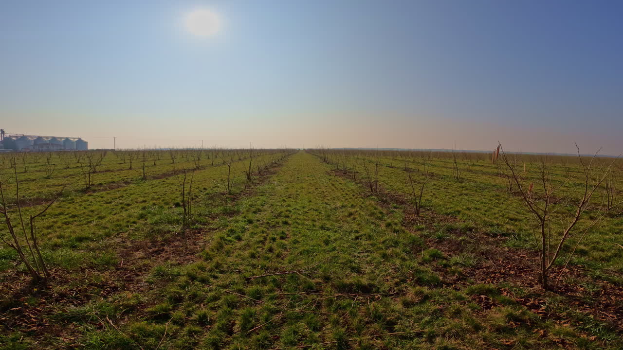 campo de arándanos en un día soleado con cielo para espacio de copia